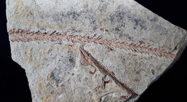 Lepidodendron sp. STERNBERG 1820 - Bild © FossNet FossilienStore